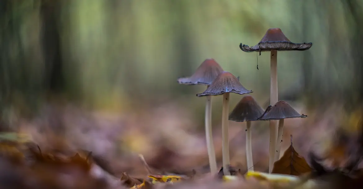 Pilze im Wald; © Roland Günter