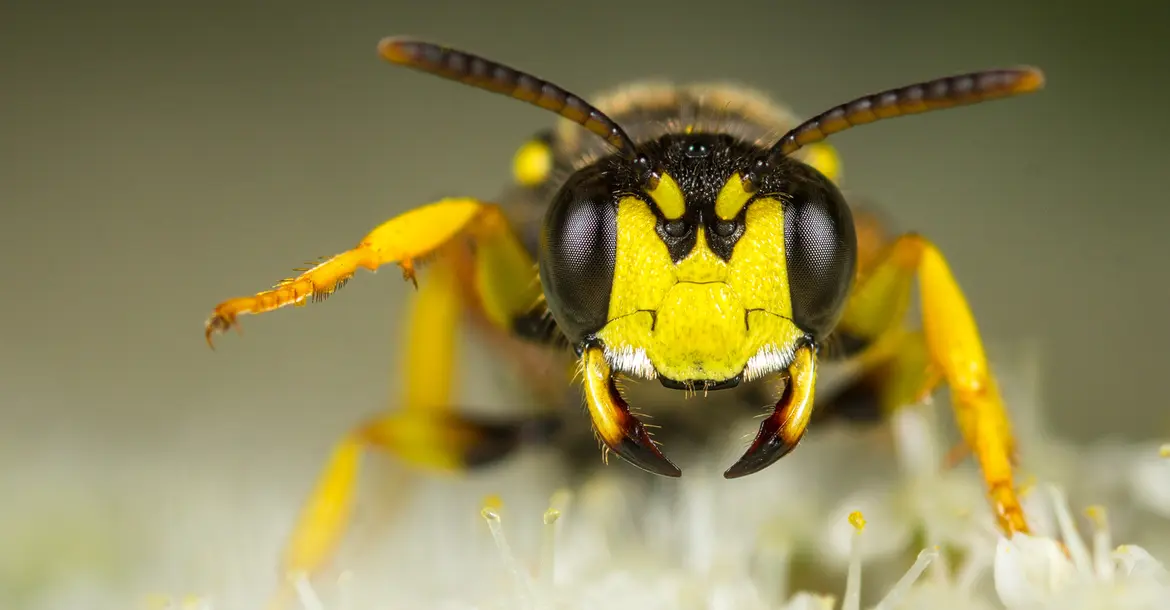 Bienenjagende Knotenwespe (Cerceris rybyensis)