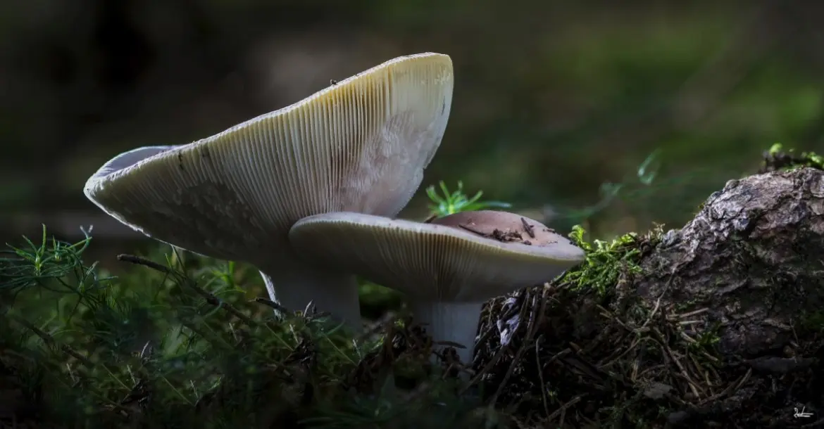 Zwei große helle Pilze mit vielen Lamellen