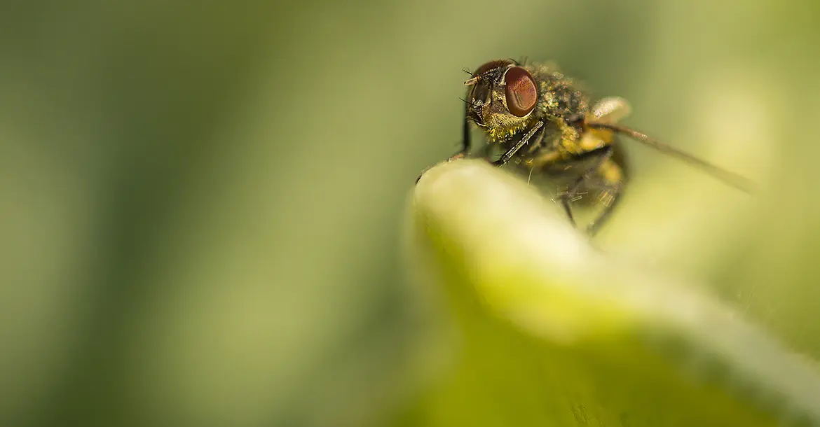 Fliege (Muscidae) auf Woll-Ziest (Stachys byzantina)