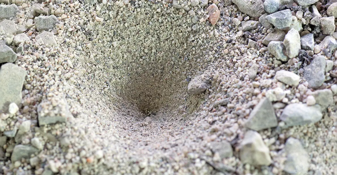 Krater eines Ameisenlöwen