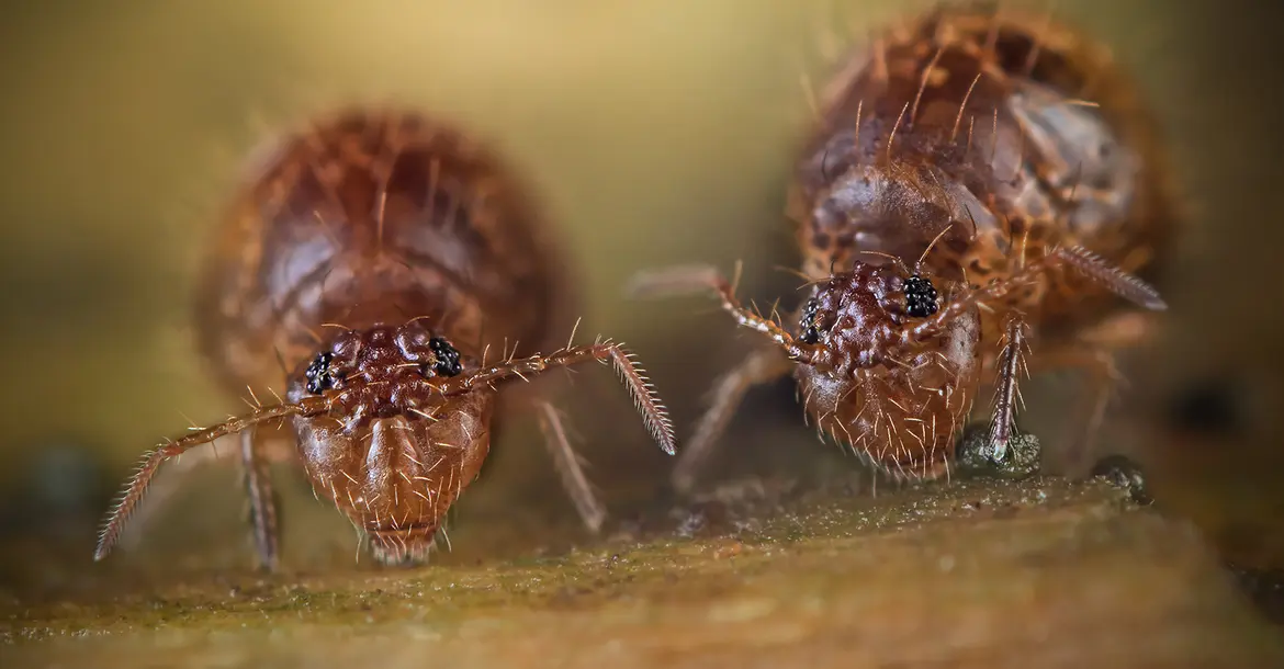 Insekt des Jahres Dunkelbrauner Kugelspringer (Allacma fusca) von Valentin Gutekunst