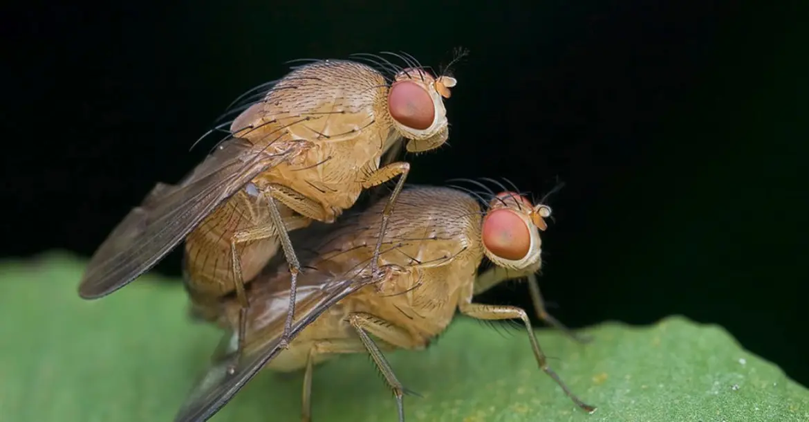 A mating pair of beetles, Foto: Kurt - orionmystery.blogspot.com