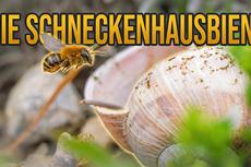 Video: Das verborgene Leben der Schneckenhausbiene