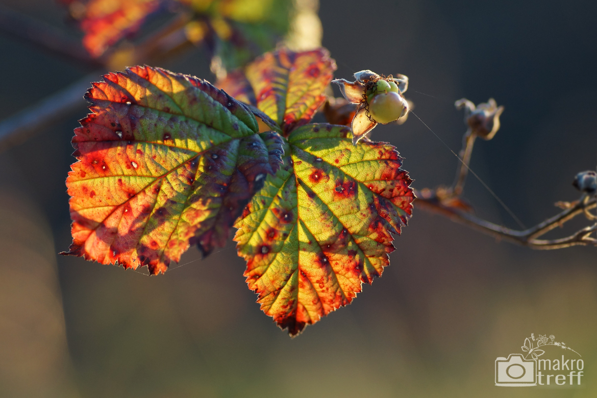 herbst-blaetter-2_1.jpg