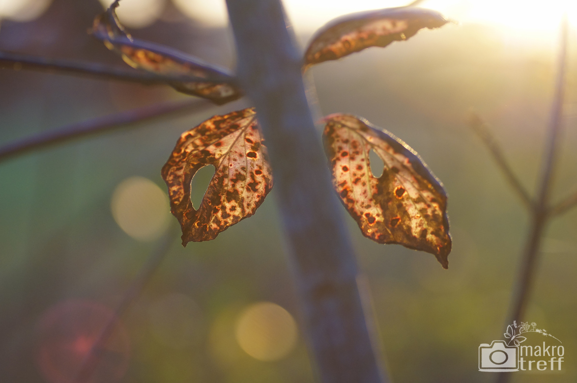 herbst-blaetter-7_1.jpg