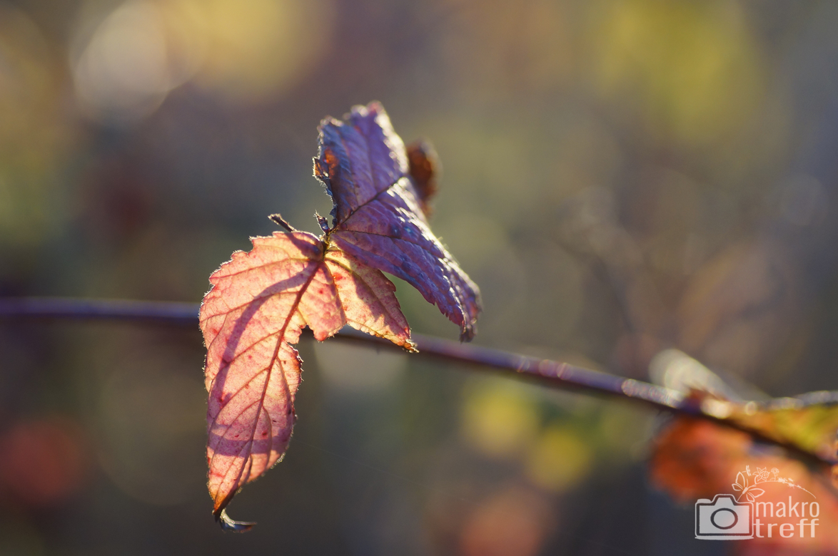 herbst-blaetter_1.jpg