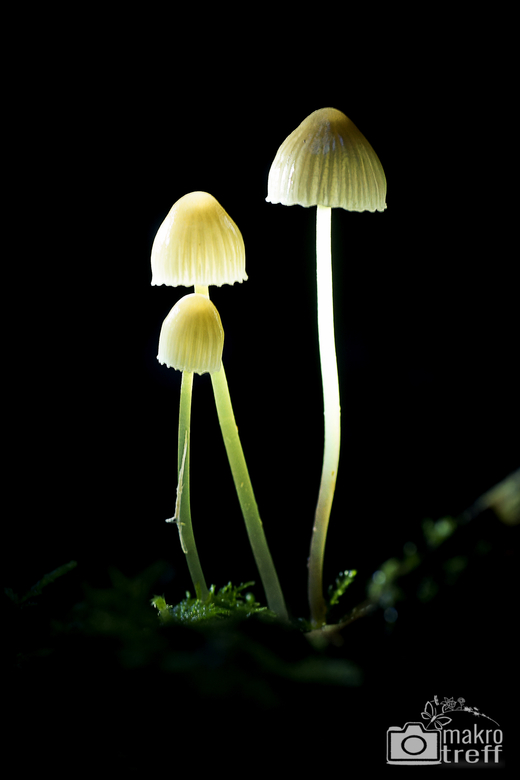 pilz-geschwungen-2.jpg