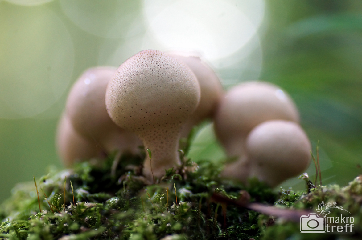 pilz.jpg