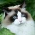 Profile picture for user Catfriend