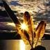 Profile picture for user Aotearoa_Tuatahi Manaakitunga